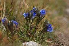 Gentiana tianschanica