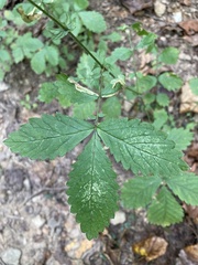 Agrimoniinae