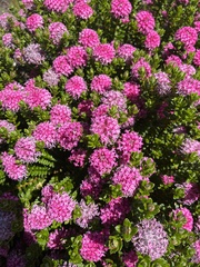 Pimelea ferruginea