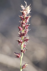 Cenchrus echinatus