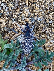 Cyphocleonus achates