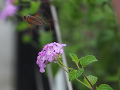 Macroglossum