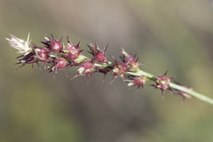 Cenchrus echinatus