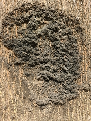 Lichinaceae