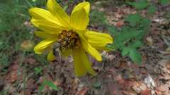 Verbesina pantoptera