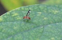 Toxonevra superba