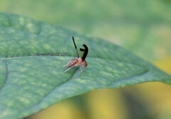 Toxonevra superba