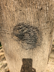 Lichinaceae