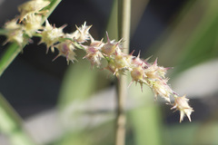 Cenchrus echinatus