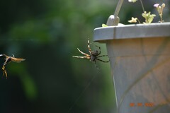 Araneinae