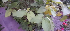 Piper auritum