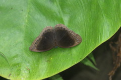 Ethope himachala