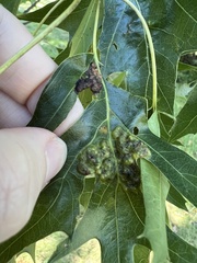 Callirhytis favosa