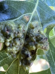 Callirhytis favosa