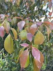 Cinnamomum camphora