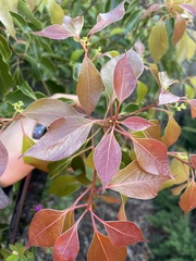 Cinnamomum camphora