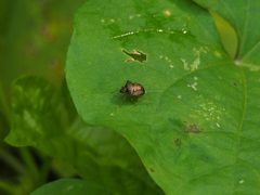 Eysarcoris guttigerus