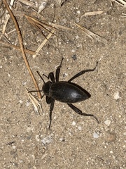 Eleodes armata