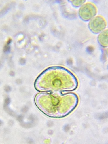 Cosmarium ocellatum