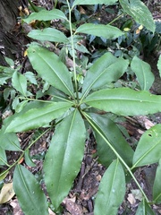 Ardisia virens