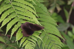 Ethope himachala