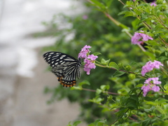 Papilio clytia
