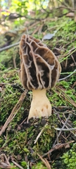 Morchella