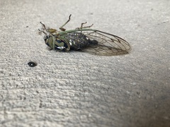 Neotibicen pruinosus