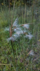 Andropogon