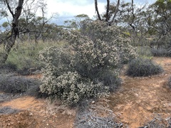 Cryptandra tomentosa