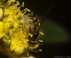 Sidymella rubrosignata