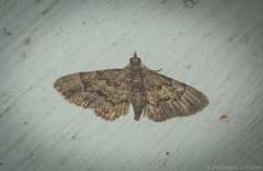Gymnoscelis lophopus