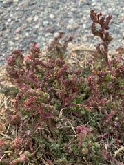 Chenopodium berlandieri