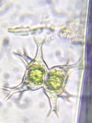 Staurastrum arctiscon