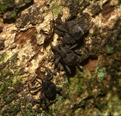 Onidistus araneus