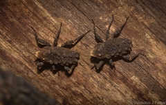 Poropterus variabilis