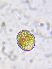 Parvodinium inconspicuum