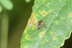 Tyrictaca yoshiyasui