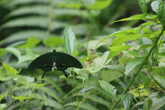 Papilio paris