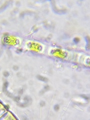 Binuclearia tectorum