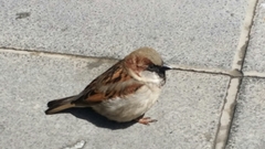 Passer domesticus