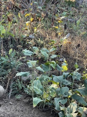 Rudbeckia occidentalis