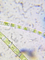 Binuclearia tectorum