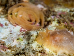 Nudibranchia