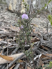 Tetratheca labillardierei