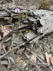 Tetratheca labillardierei