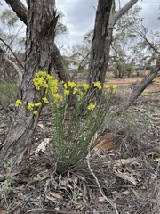 Glischrocaryon behrii