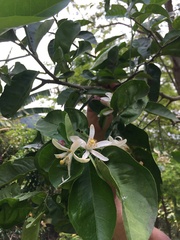 Citrus