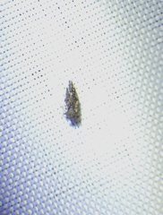 Pachypsylla
