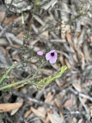Tetratheca labillardierei